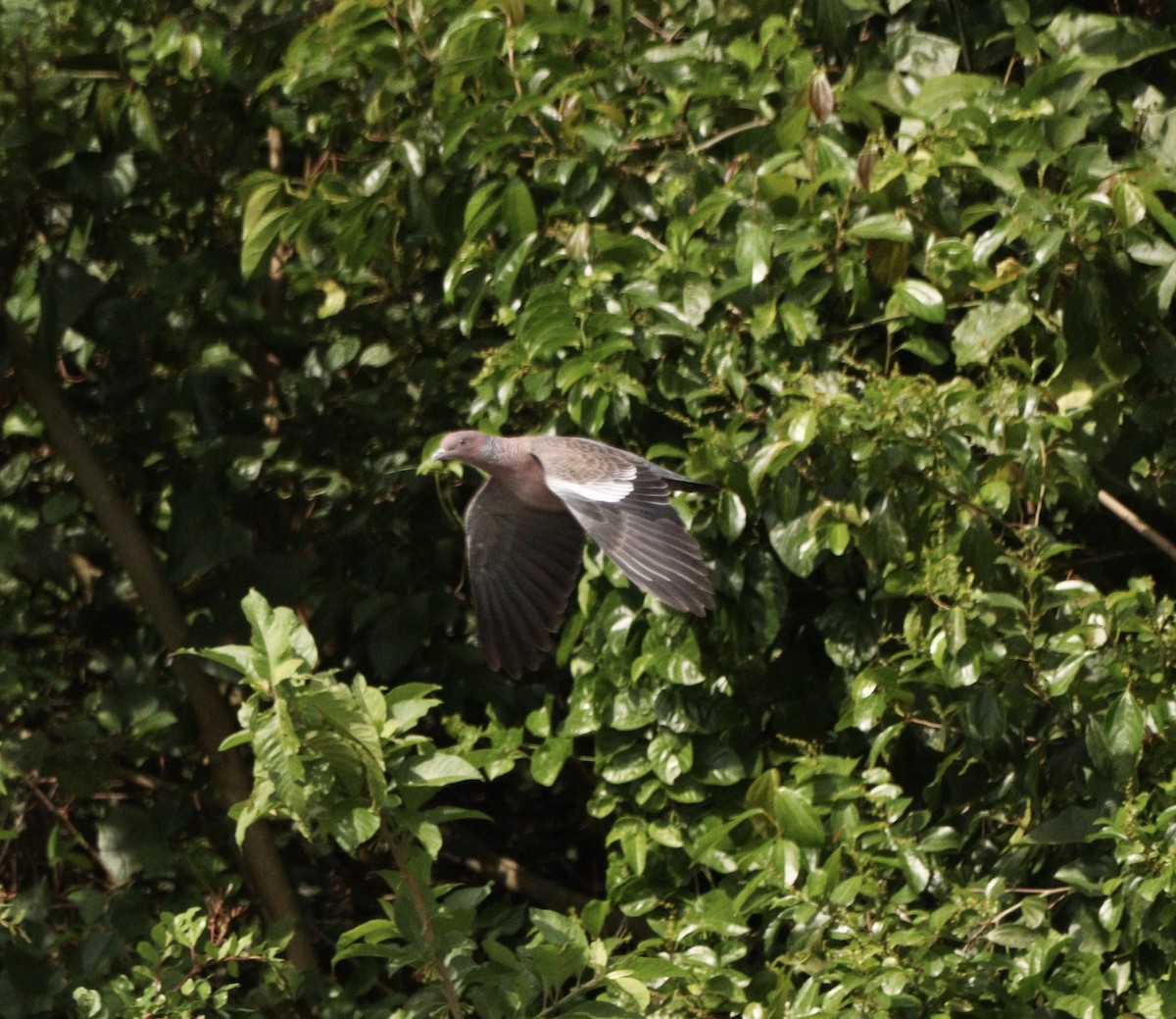 Pikazuro Güvercini - ML644221220