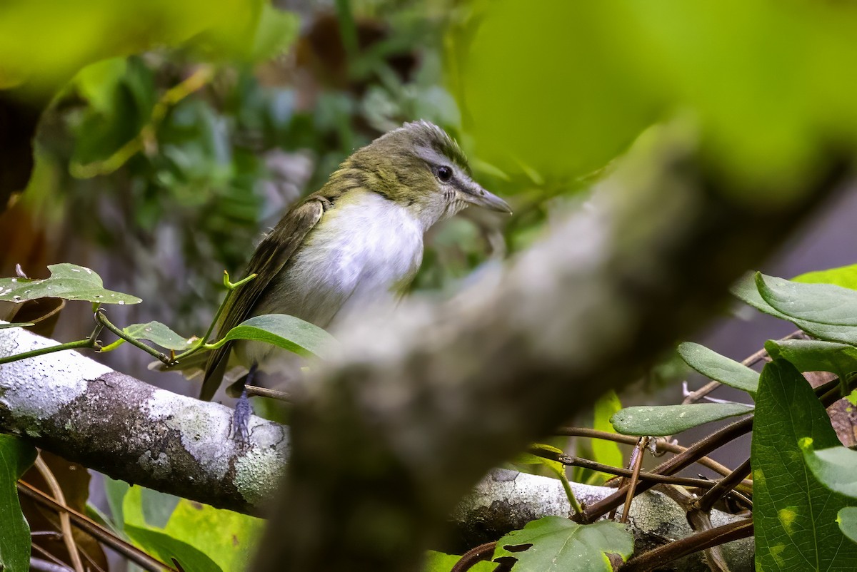 アカメモズモドキ - ML644221253
