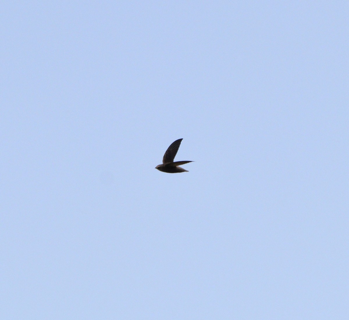 Vencejo de Tormenta - ML644221321