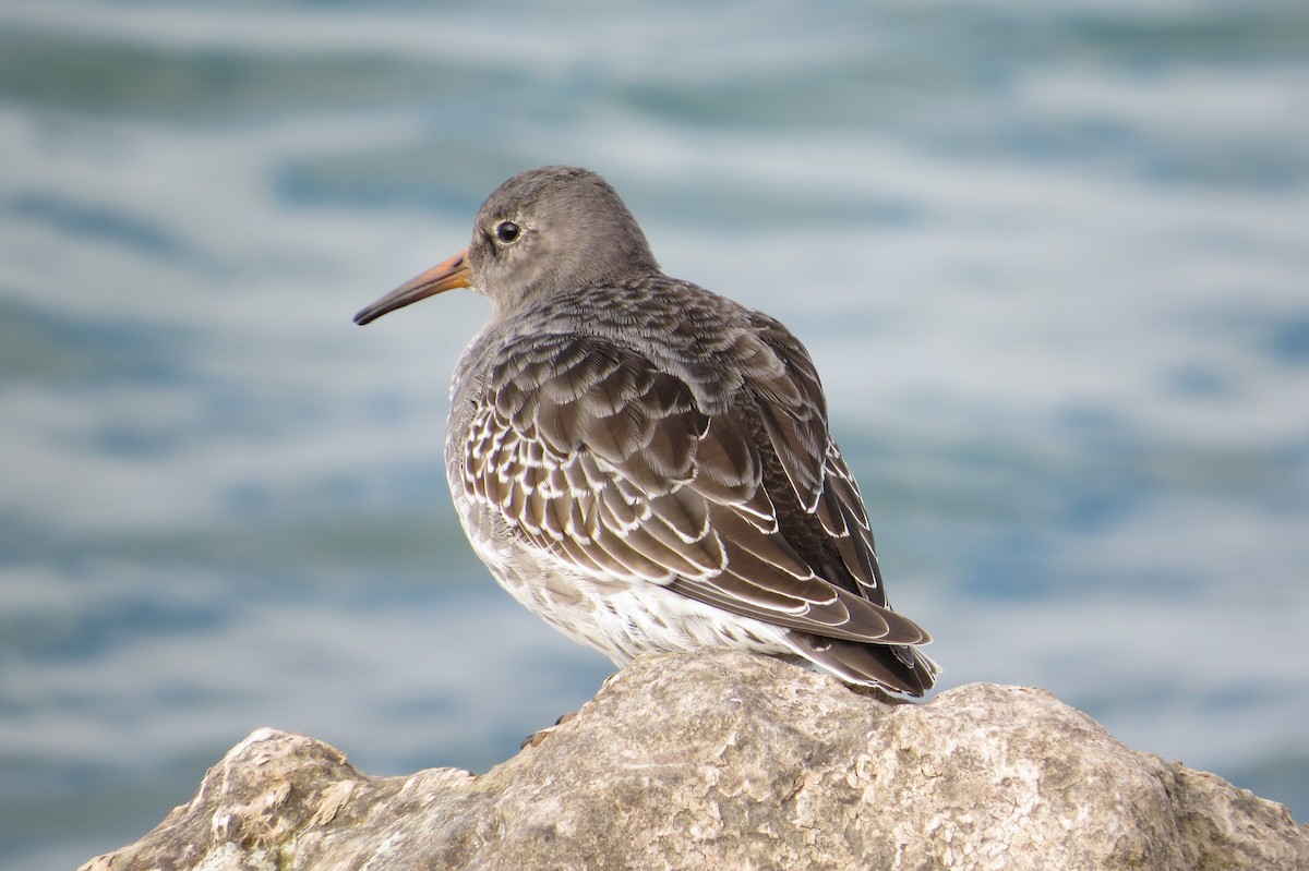 Purple Sandpiper - ML644221344