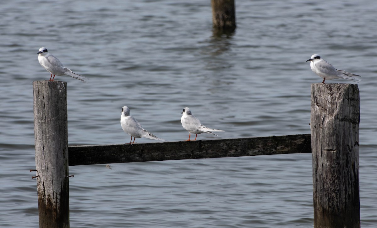 Forster's Tern - ML644221359