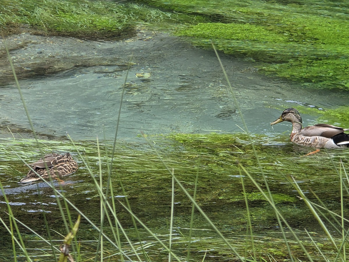 Mallard x Pacific Black Duck (hybrid) - ML644221362