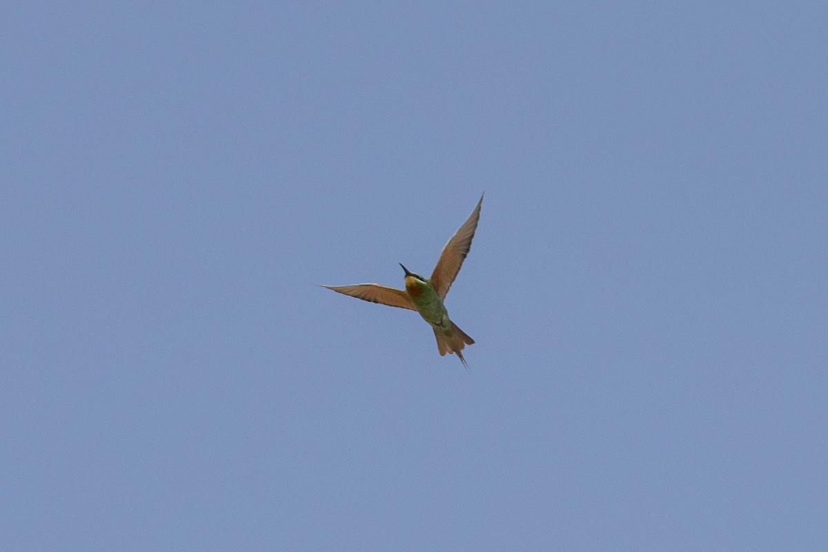 blåkinnbieter - ML644221392