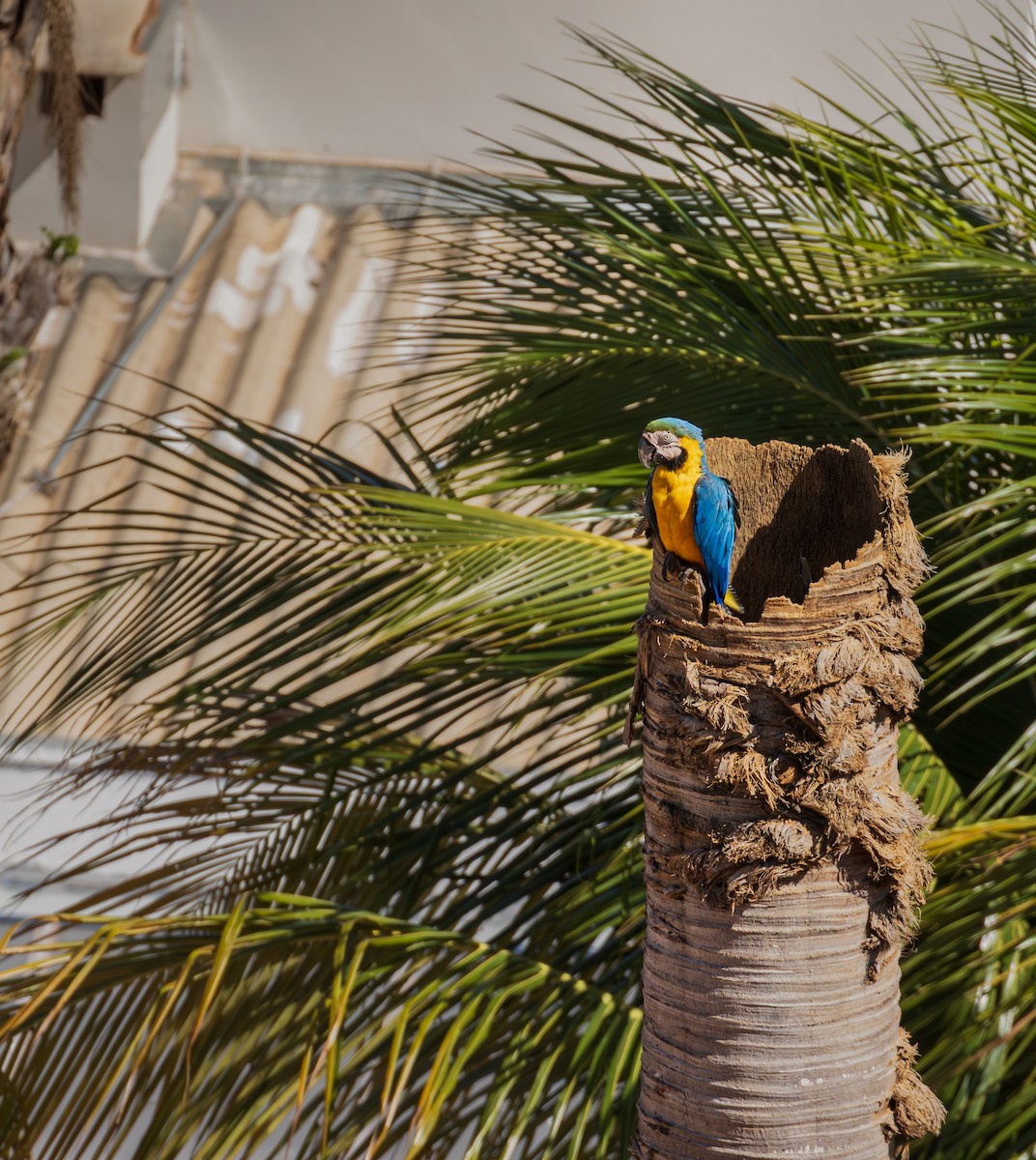 ルリコンゴウインコ - ML644221404