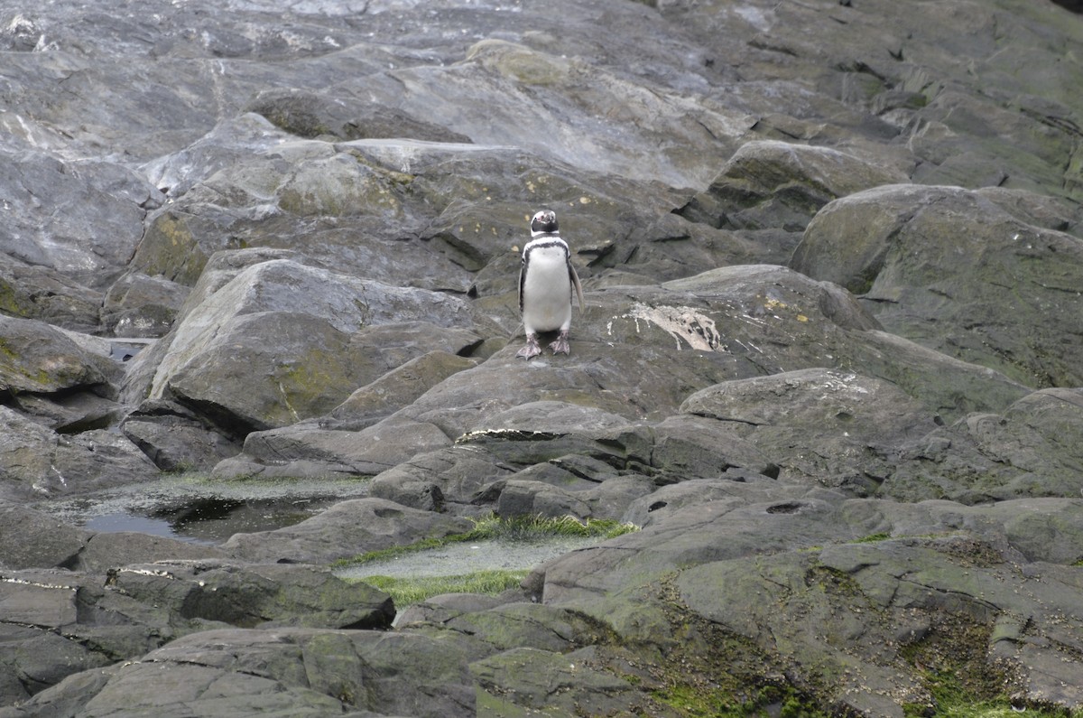 Magellanic Penguin - ML644221419