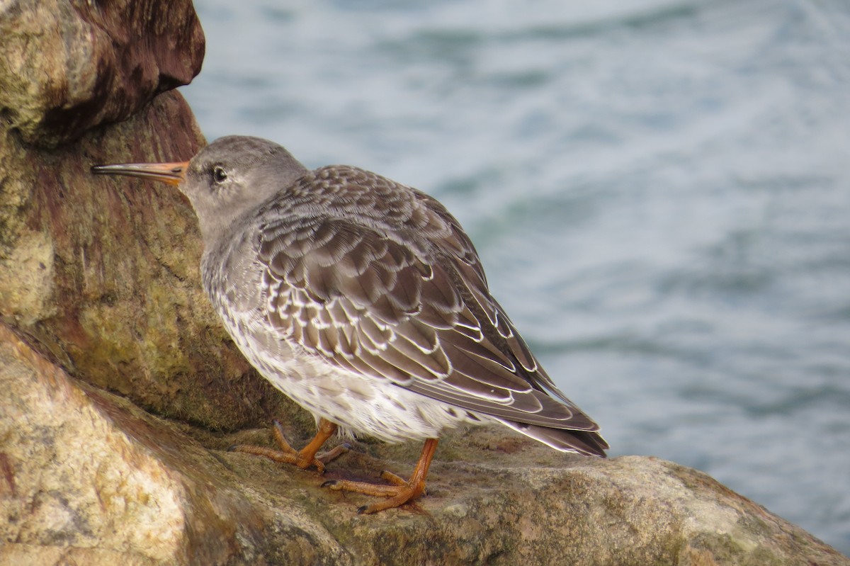 Purple Sandpiper - ML644221426