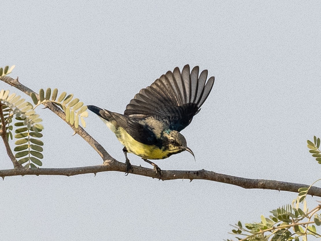 Purple Sunbird - ML644221435