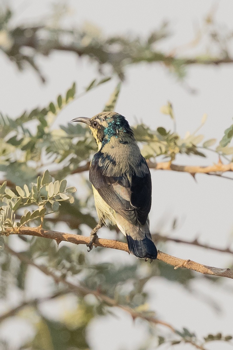 Purple Sunbird - ML644221436