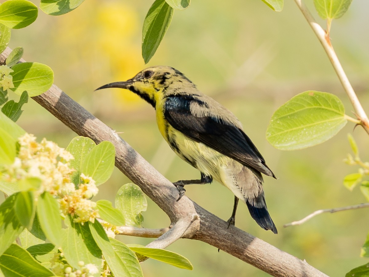 Purple Sunbird - ML644221437