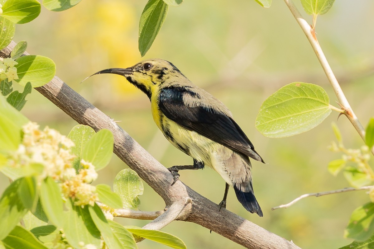 Purple Sunbird - ML644221438