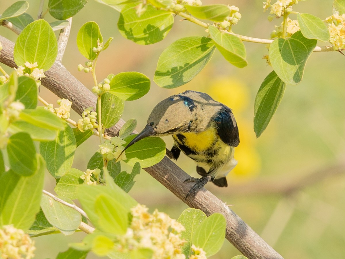 Purple Sunbird - ML644221439