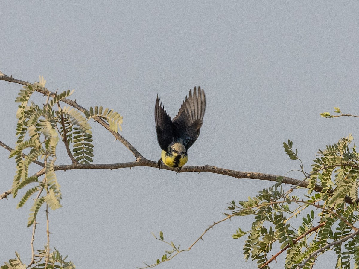 Purple Sunbird - ML644221440