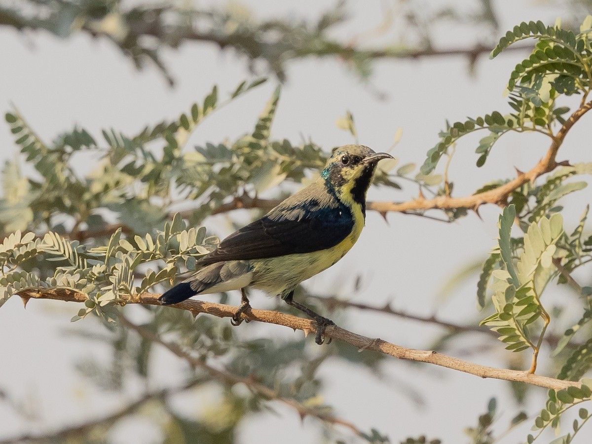 Purple Sunbird - ML644221441