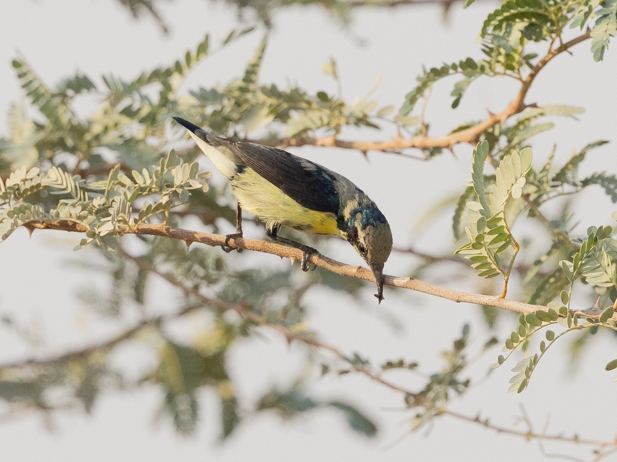 Purple Sunbird - ML644221442