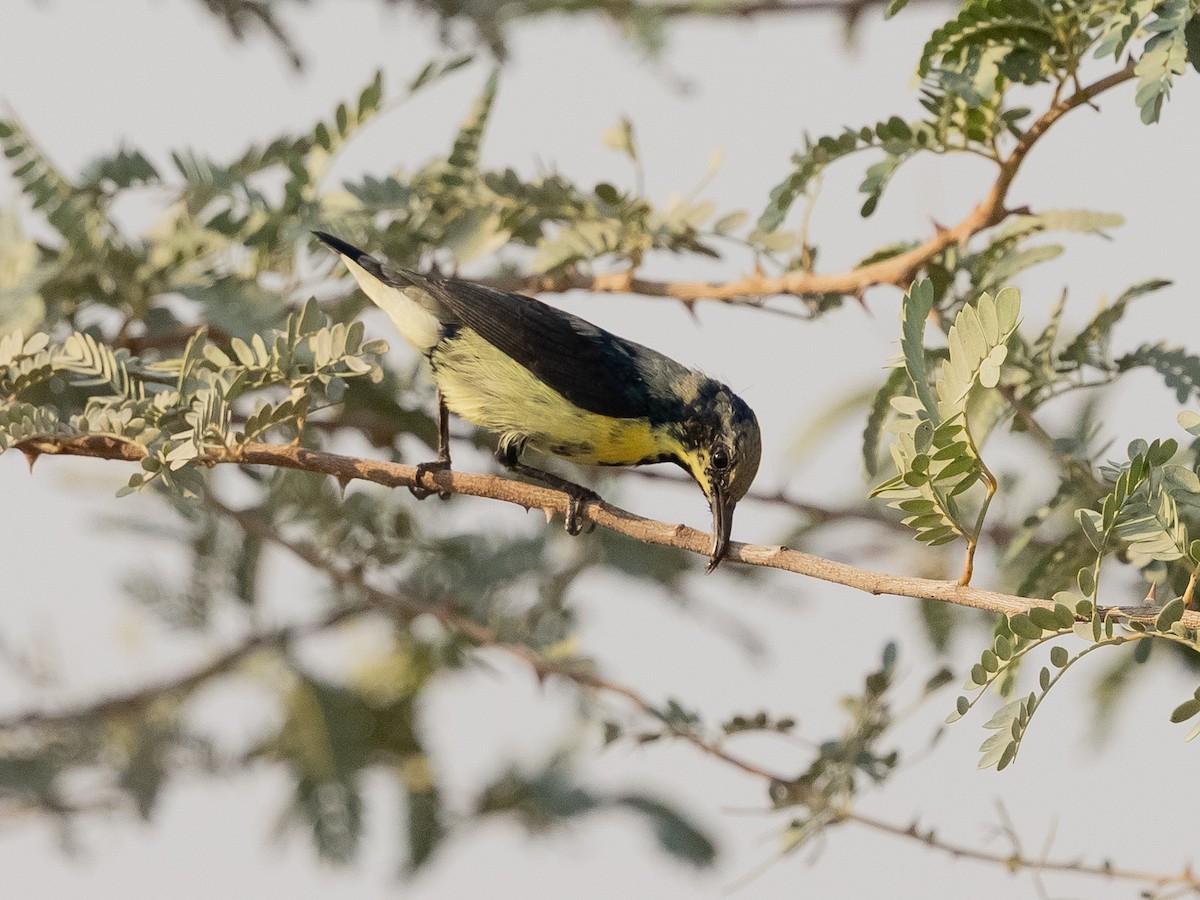 Purple Sunbird - ML644221443