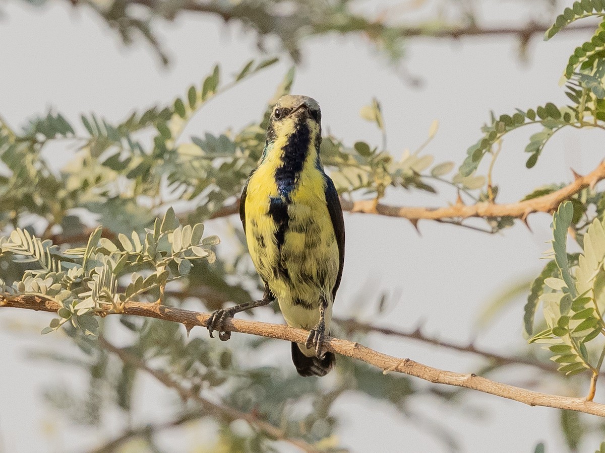Purple Sunbird - ML644221444