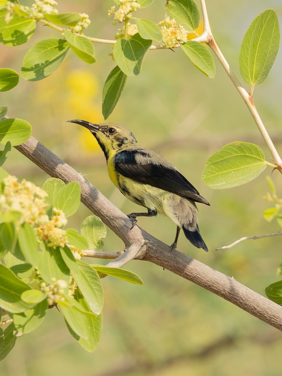 Purple Sunbird - ML644221445
