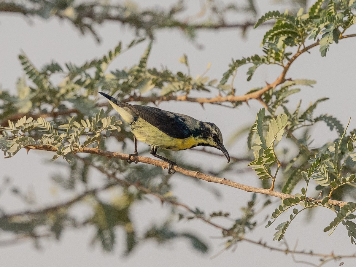Purple Sunbird - ML644221446
