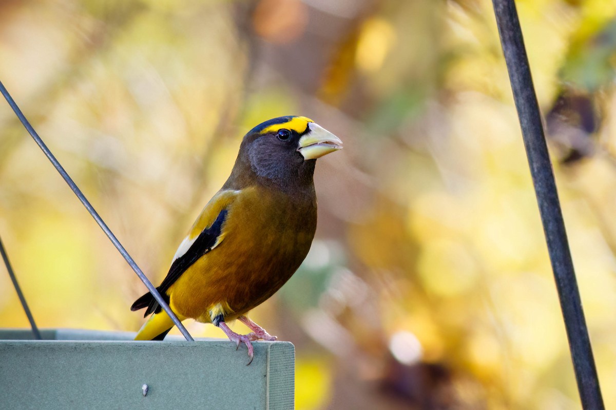 Evening Grosbeak - ML644221448