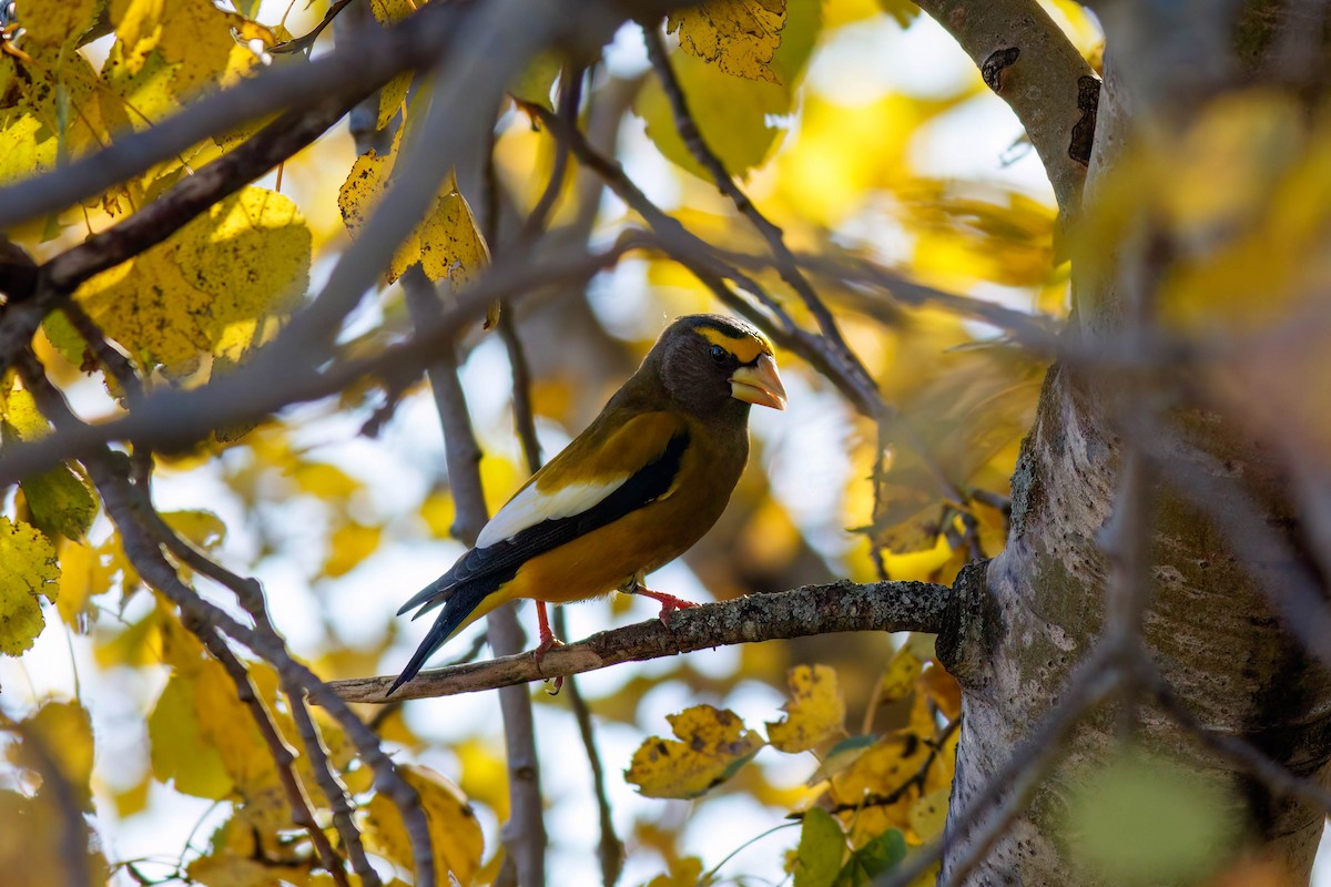 Evening Grosbeak - ML644221450