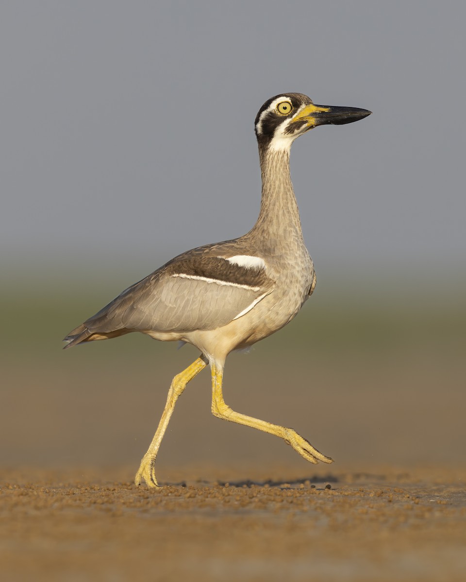 Beach Thick-knee - ML644221452