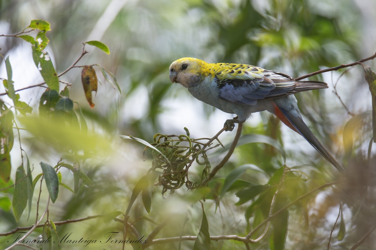 Pale-headed Rosella - ML644221454