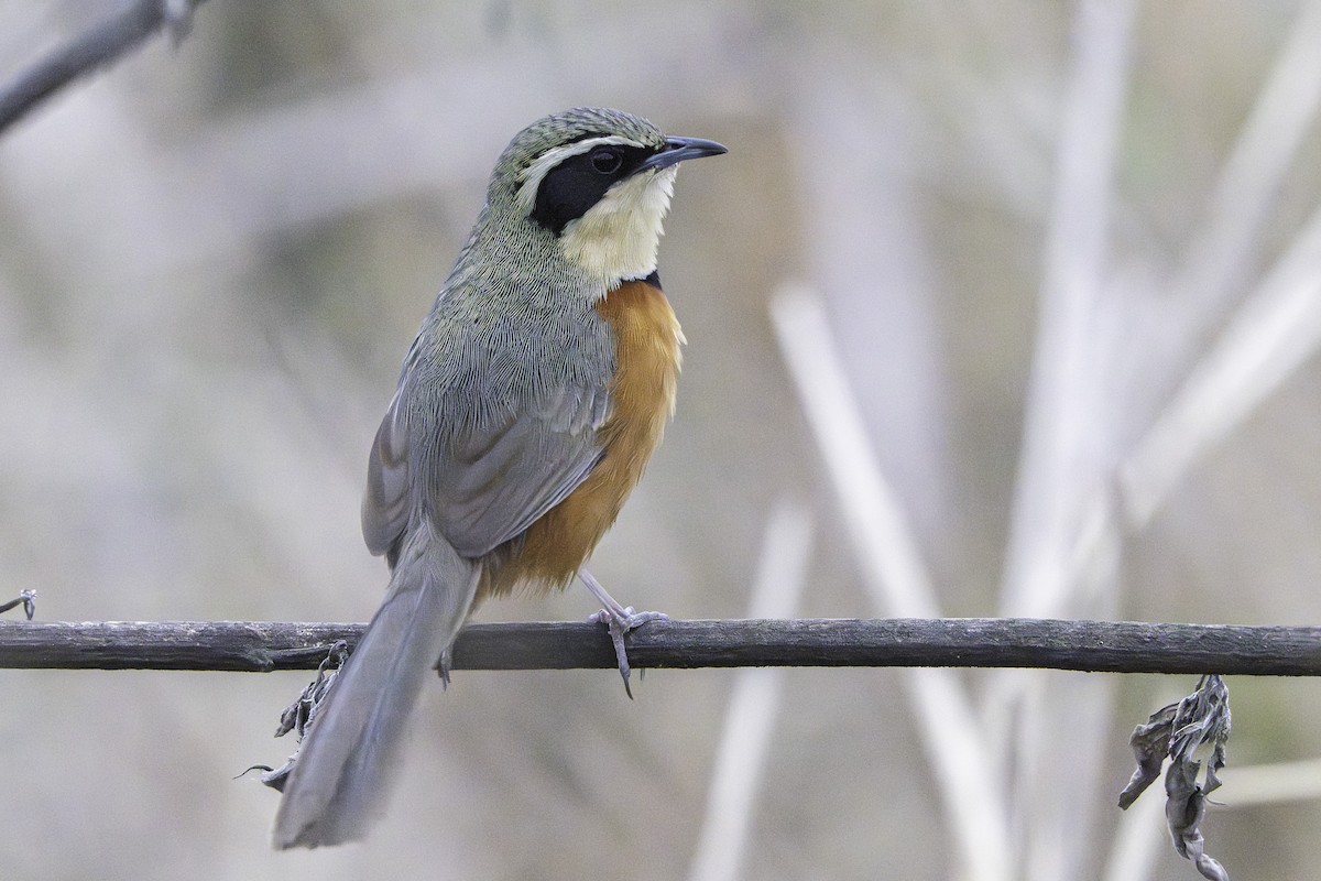 Zeytin Tepeli Hilalgerdan (pallida) - ML644221457