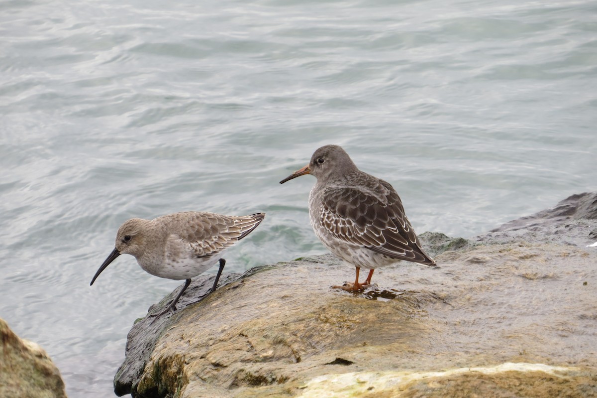 Purple Sandpiper - ML644221467