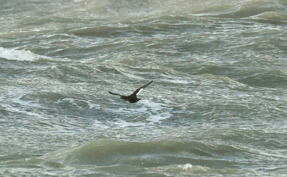 Velvet Scoter - ML644221470