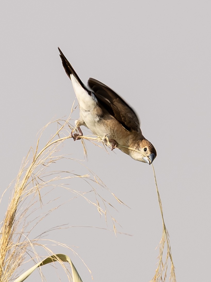 Indian Silverbill - ML644221471