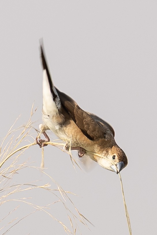 Indian Silverbill - ML644221472