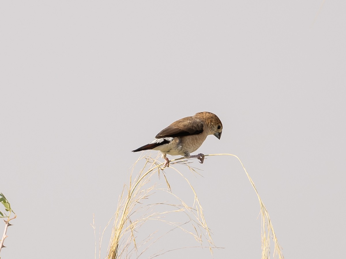 Indian Silverbill - ML644221473