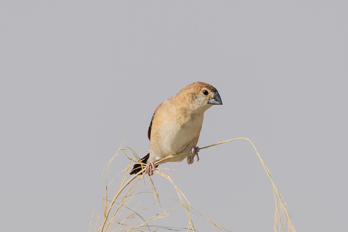 Indian Silverbill - ML644221474