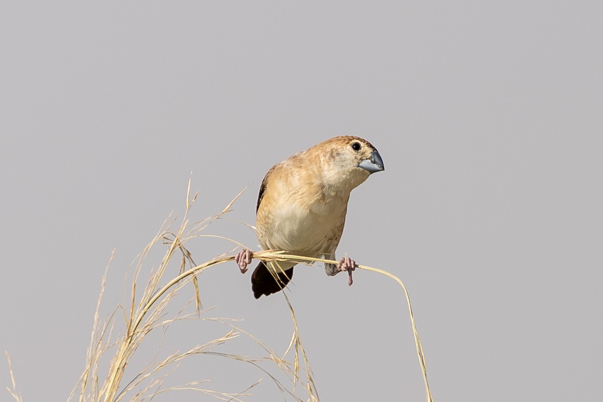Indian Silverbill - ML644221475