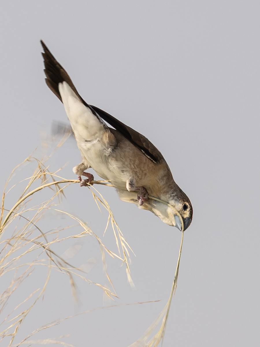 Indian Silverbill - ML644221476