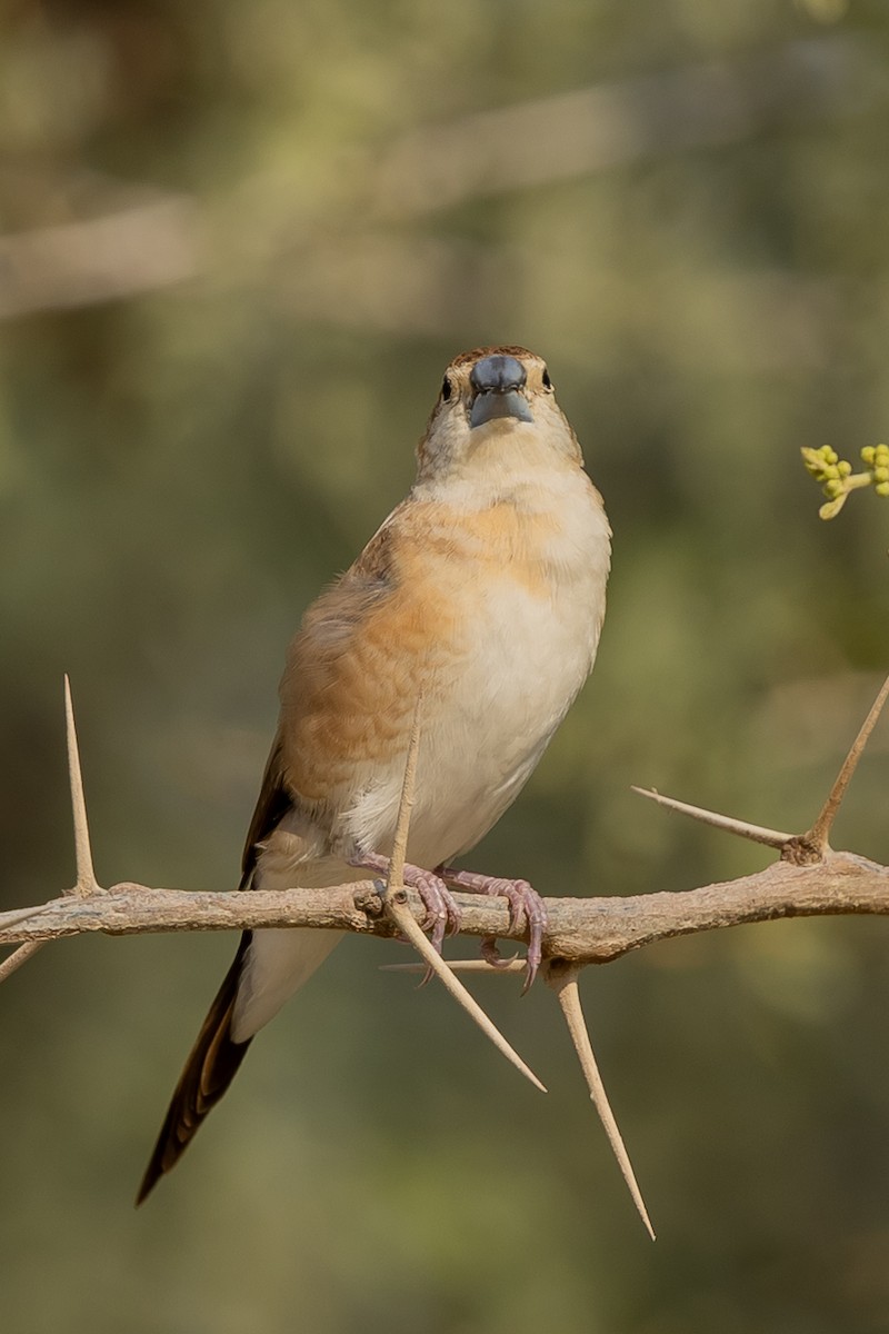 Indian Silverbill - ML644221477