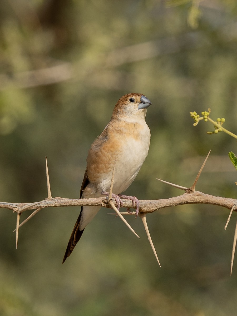 Indian Silverbill - ML644221478