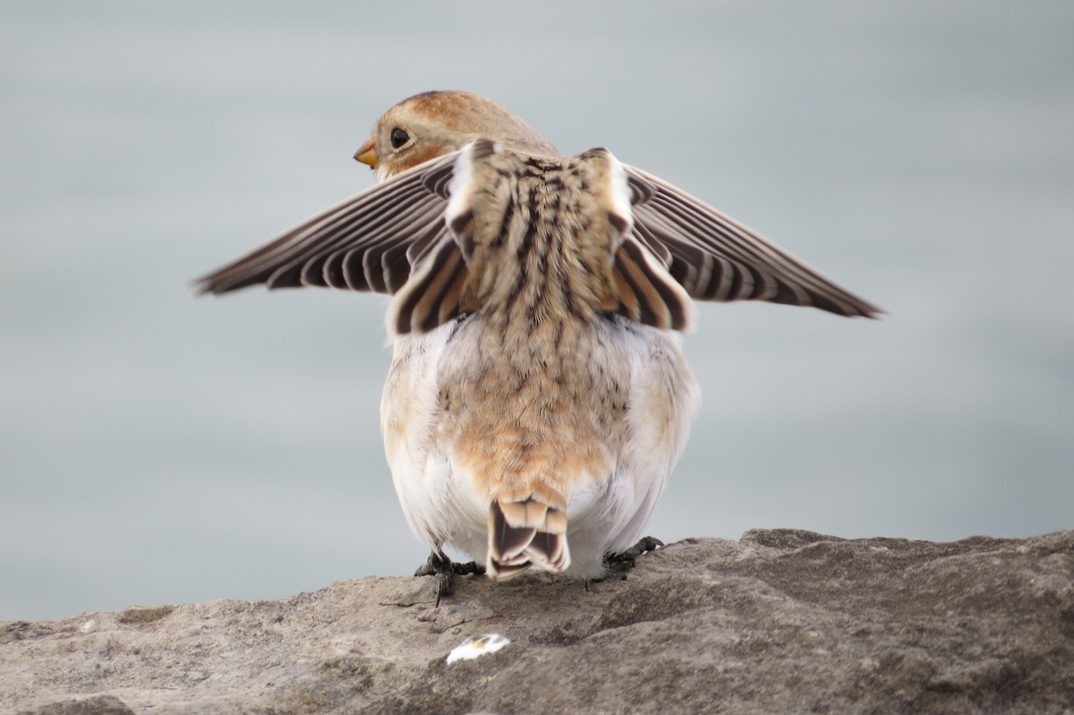 Snow Bunting - ML644221497