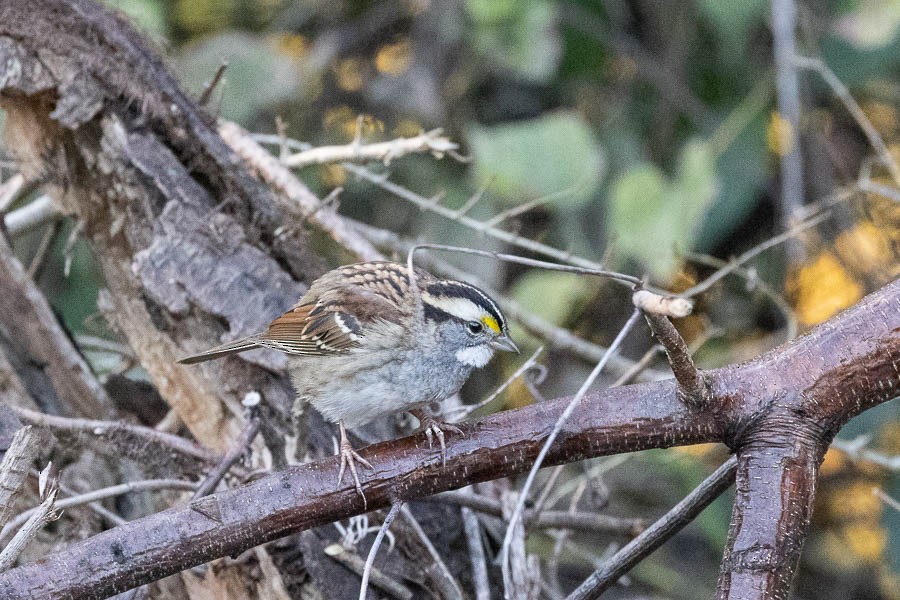 White-throated Sparrow - ML644221524