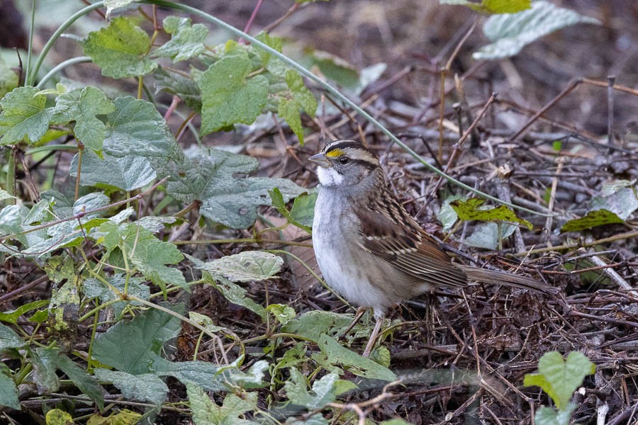 White-throated Sparrow - ML644221525
