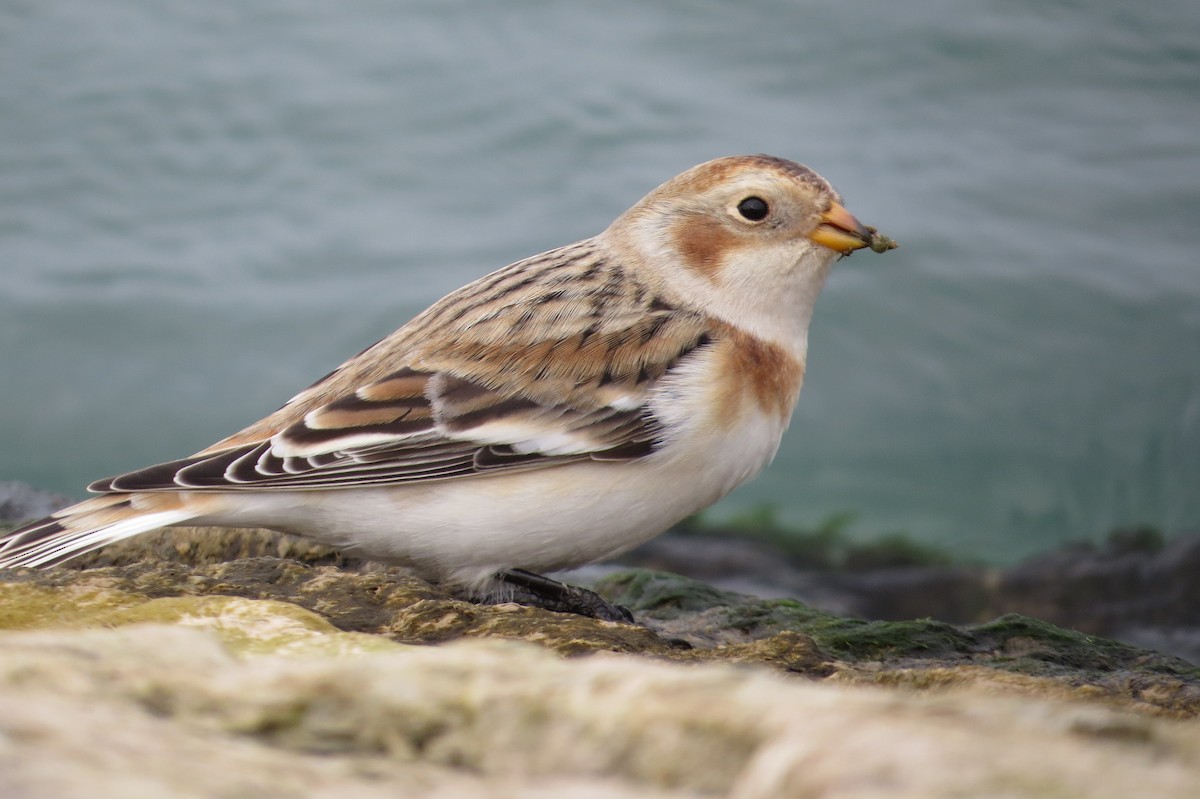Snow Bunting - ML644221526