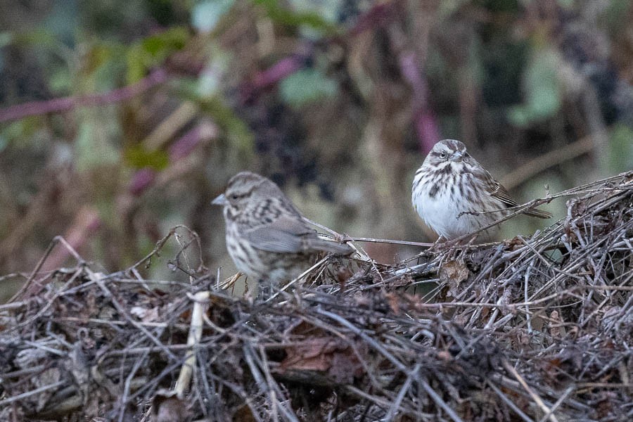 Song Sparrow - ML644221534