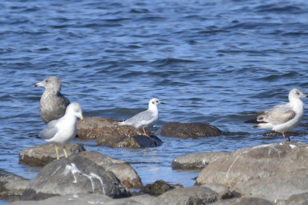 Bonaparte antxeta - ML644221546