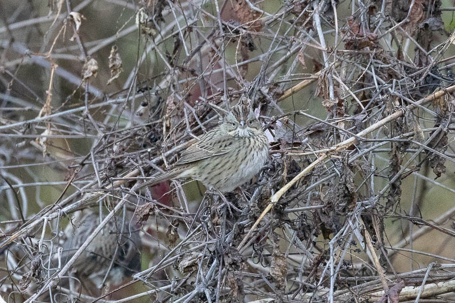 Lincoln's Sparrow - ML644221554