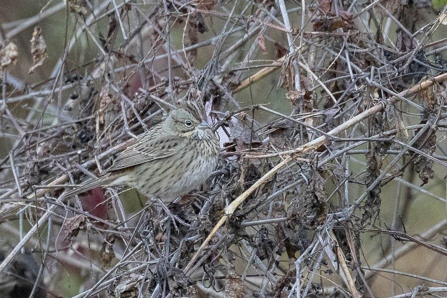 Lincoln's Sparrow - ML644221555