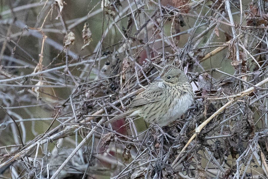 Lincoln's Sparrow - ML644221556