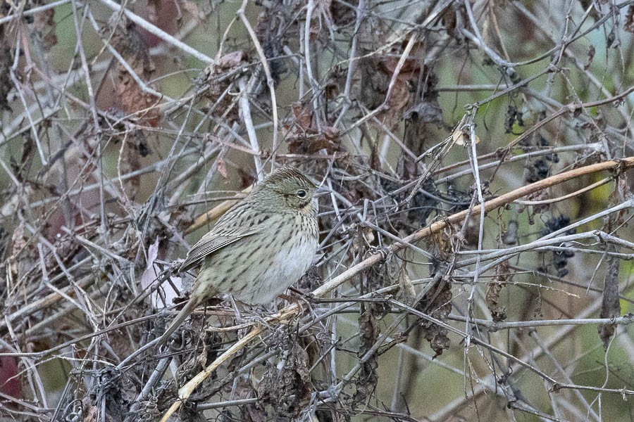 Lincoln's Sparrow - ML644221557
