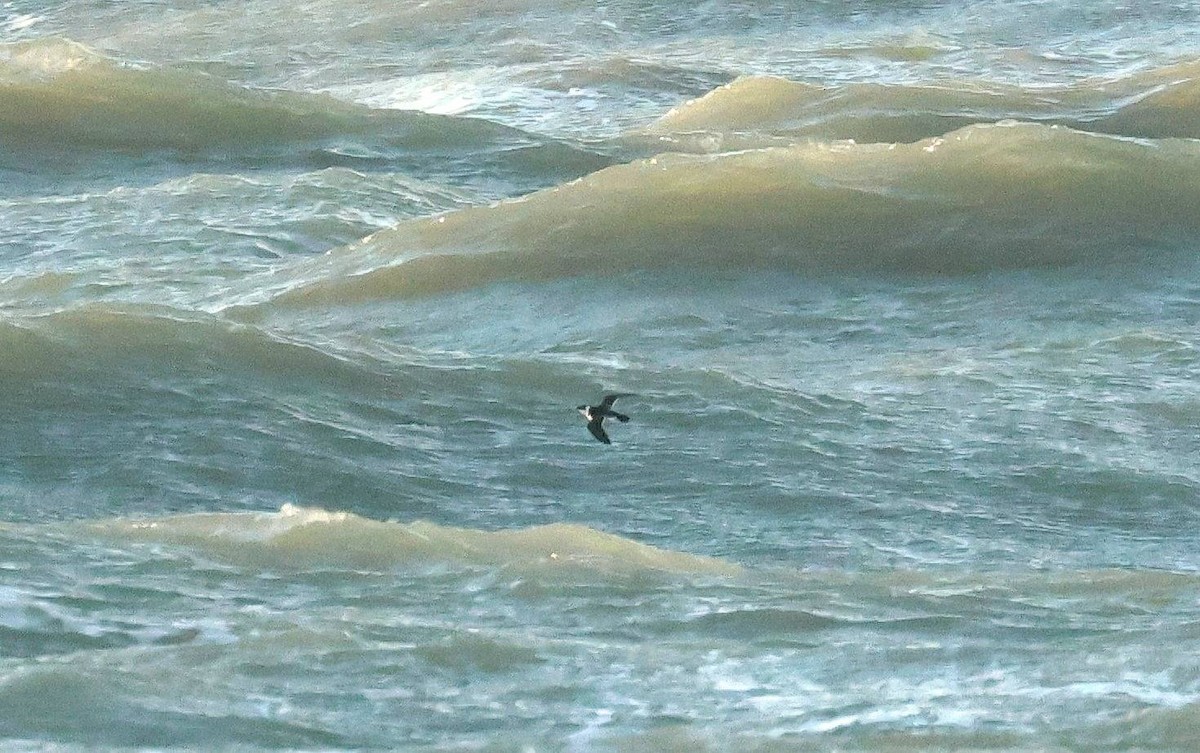 Mergule nain - ML644221564