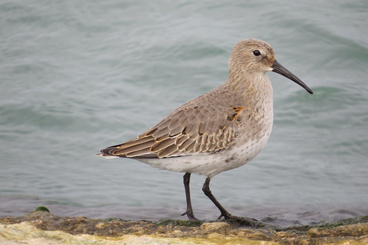 Dunlin - ML644221590