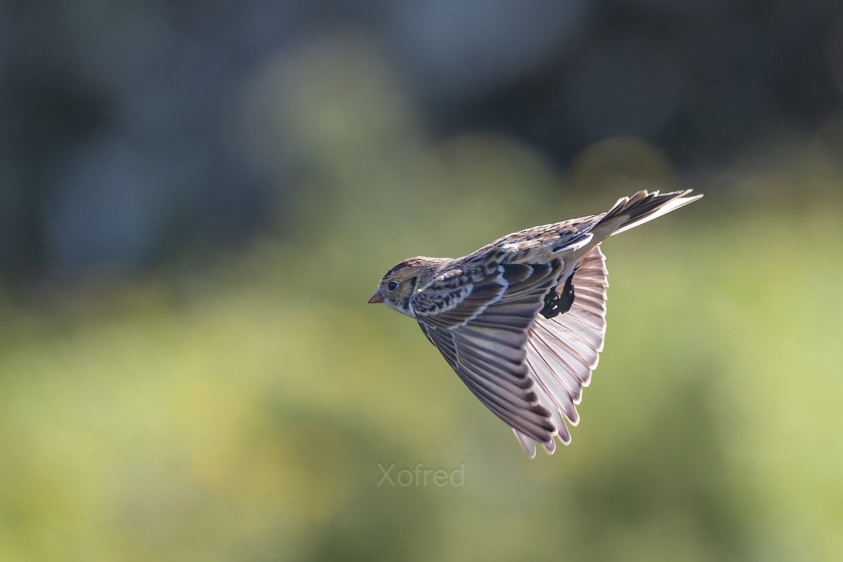 Lapland Longspur - ML644221592